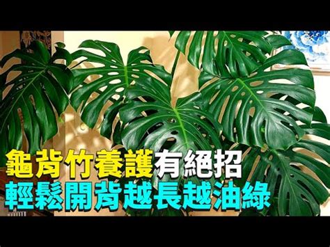 龜背芋適合放室內嗎|龜背芋可以放室內嗎？揭開這種植物的神秘面紗 – 植物盆栽綠寶典